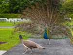 Peacock