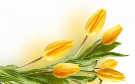 Yellow tulips - leaves, tulips, flowers, yellow