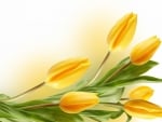 Yellow tulips