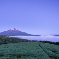 Mountain Mist, Japan