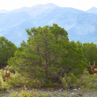 Two Deer in the Forest