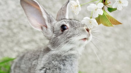 Grey rabbit - ears, flowers, rabbit, grey