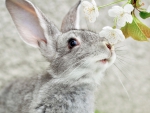 Grey rabbit