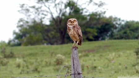 owl - owl, post, grass, tree