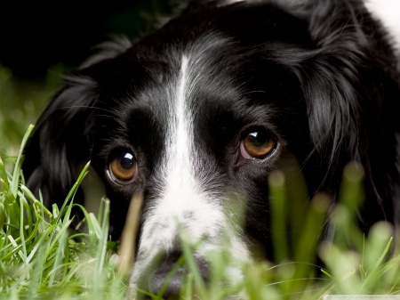 dog in grass - canine, dog, grass, green