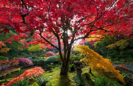 Vibrant Morning - trees, pond, beautiful, shrubs, sunrise, grass, garden, Canada, japanese