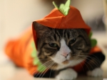 halloween funny cat