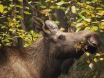 moose in fall