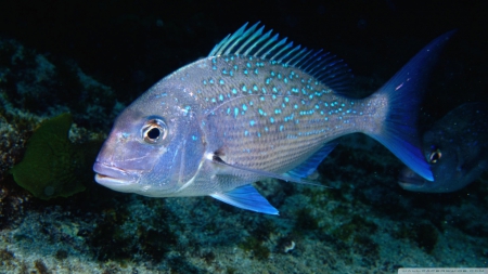 small snapper off goat island - fish, island, goat, snapper