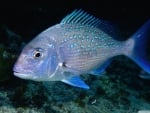 small snapper off goat island