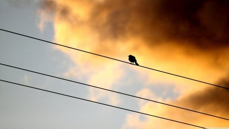 spectator - cloud, bird, wire, sky