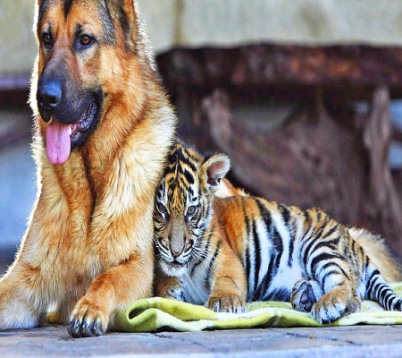 Dog and tiger friendship - friendship, tiger, lovely, dog