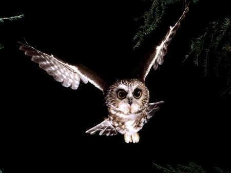 saw whet owl - saw, owl, whet, bird