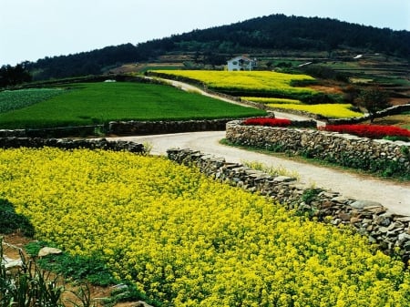 beautiful field - beautiful, flower, fields, nature