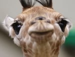 CUTE GIRAFFE FACE