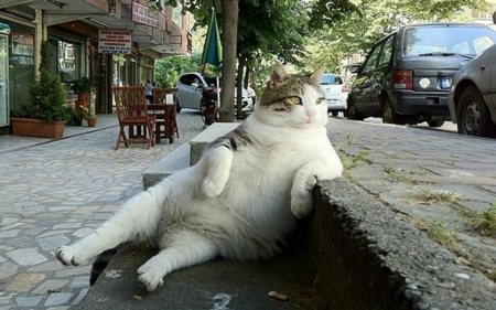 Relax - cat, animal, streets, cute