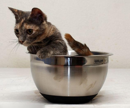 KITTY IN A BOWL - KITTY, CUTE, BOWL, SITTING