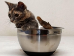 KITTY IN A BOWL