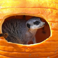 MEERCAT IN PUMPKIN