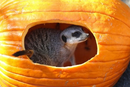 MEERCAT IN PUMPKIN - in, meercat, cute, pumpkin