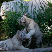 TIGER FAMILY