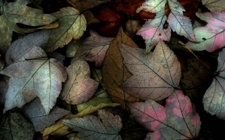 Autumn leaves - pink, leaf, texture, autumn