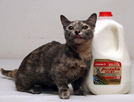 SHORT KITTY - KITTY, CUTE, MILK, SHORT