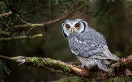 Owl - yellow eyes, grey, branch, owl bird, feathers