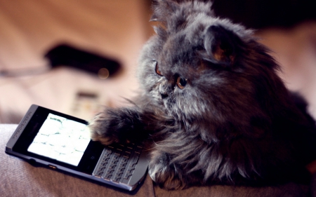 Hallo! - animal, funny, cute, phone, cat