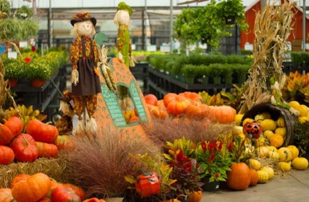 Scarecrows and Pumpkins - nature, pumpkins, scarecrows, Thanksgiving, fal season, other