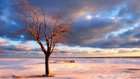 Snowy Field - nature, fields, tree, snow