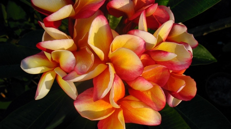 Plumeria Bouquet