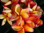 Plumeria Bouquet