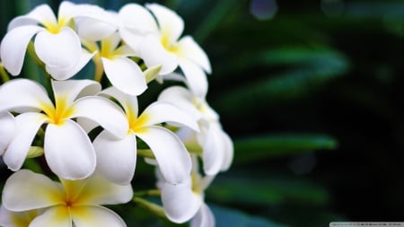 Lovely White Plumeria - abstract, white, plumeria, photography