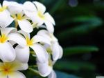 Lovely White Plumeria