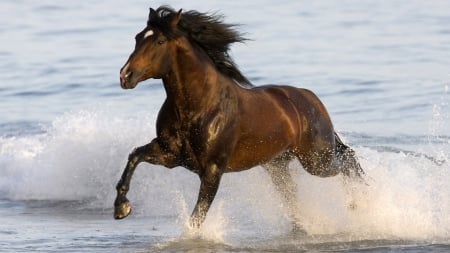 Horse on the Beach - water, horses, beaches, animals