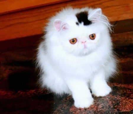 cute white fluffy - fluffy, white, cute, cats, animals