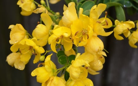 Lovely Yellow Flowers - abstract, flowers, yellow, photography