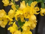 Lovely Yellow Flowers