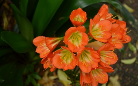 Pretty Orange Flowers - abstract, flowers, orange, photography