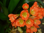 Pretty Orange Flowers