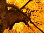 Golden Autumn Tree