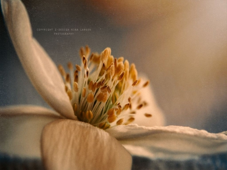 Reaching for the Light - flower, light, nature, flora