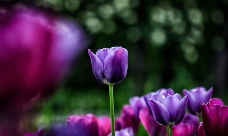 Unfolding Petals - love, purple, graden, flower