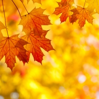 Autumn Maple Leaves