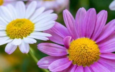 Lovely Daisies - abstract, flowers, daisies, photography