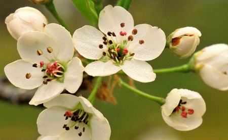 Flowers - flowers, garden, white, nature