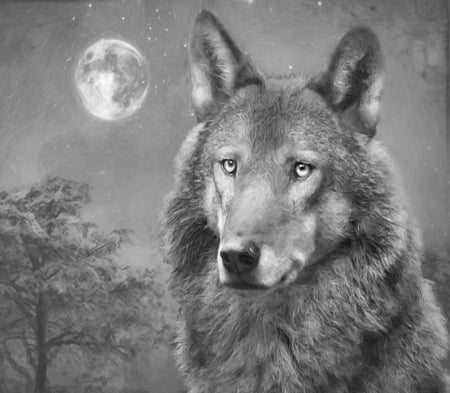 European Wolf - saying, wolf, howling, wolves, black, white, wisdom, timber, canislupus, wallpaper