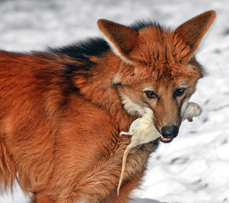 Maned Wolf - canislupus, wallpaper, black, wolf, wolves, white, wisdom, timber, howling, saying