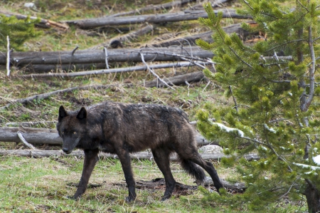 Hungry Eyes - canislupus, wallpaper, black, wolf, wolves, white, wisdom, timber, howling, saying